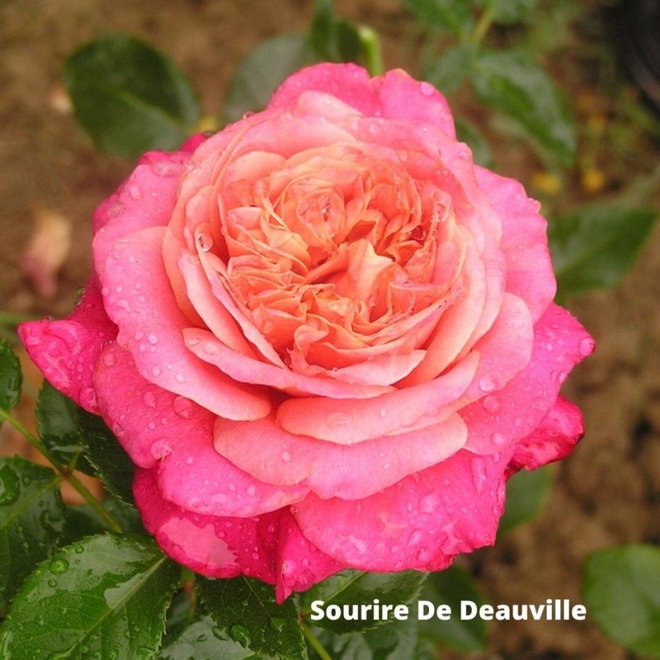 Sourire de Deauville чайно-гибридная роза