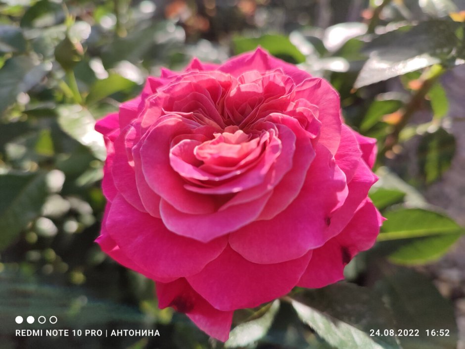 Роза чайно-гибридная Dame de coeur