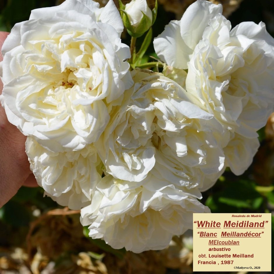 White Meidiland (Вайт Медьянд) роза