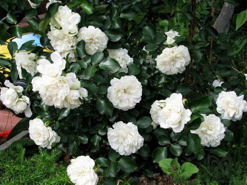 White Meidiland роза