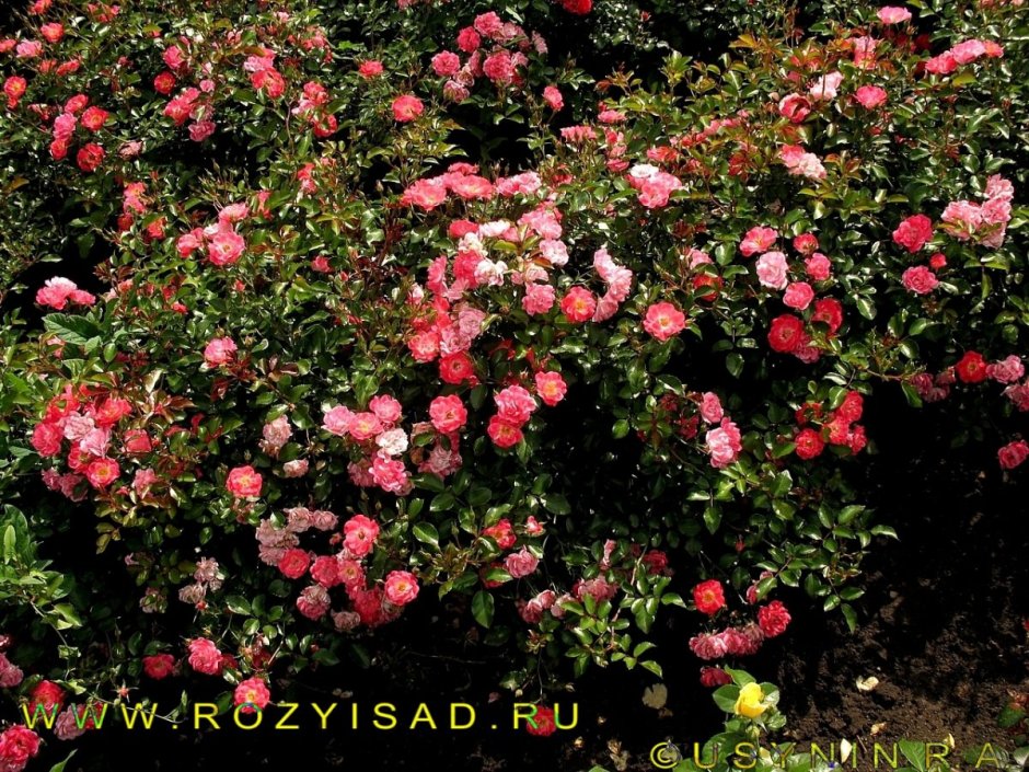 Fuchsia Meillandecor роза