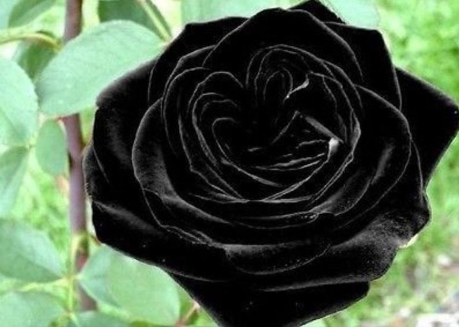 Роза плетистая черная Королева