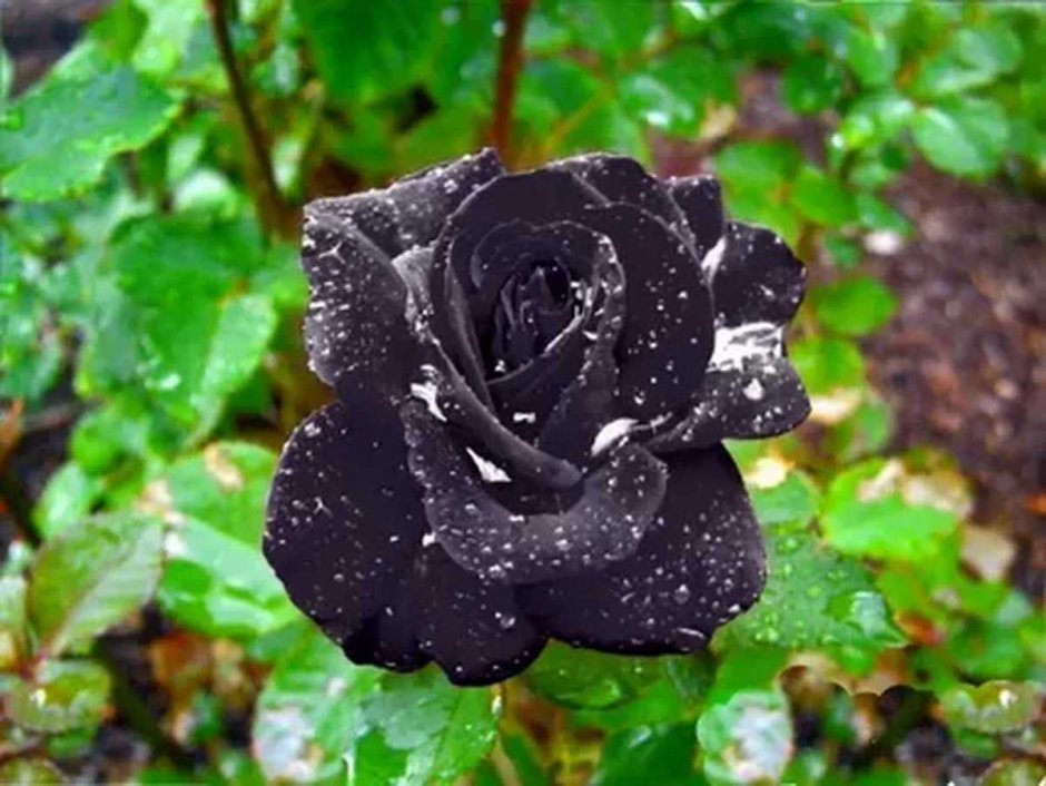 Роза плетистая черный принц