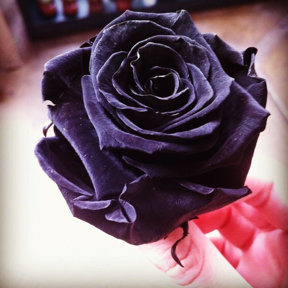 Роза плетистая черная Королева