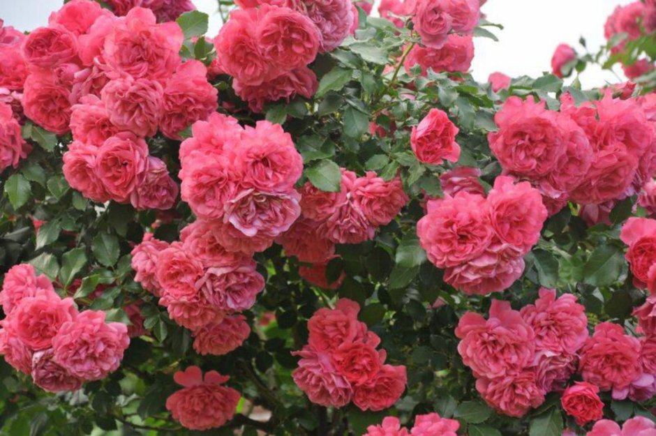 Роза плетистая Rosarium Uetersen