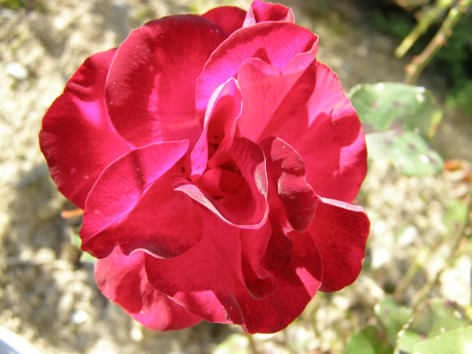 Мессир дельбар плетистая роза