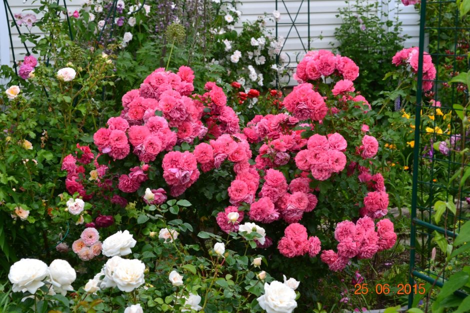 Роза плетистая Розариум Ютерсен (Rosarium Uetersen)