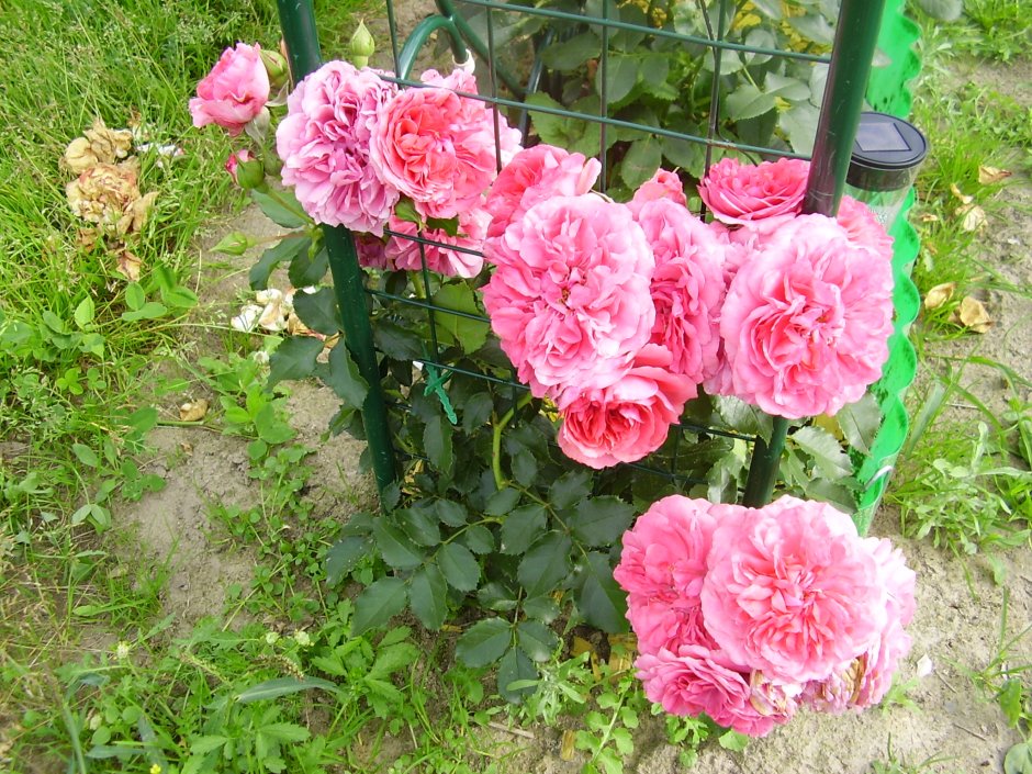 Роза сорт Ютерсен розенкенёгин