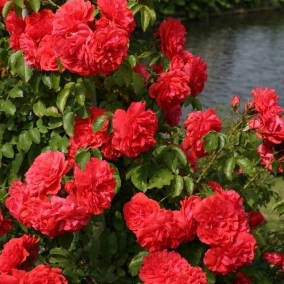 Uetersens Rosenkonigin роза