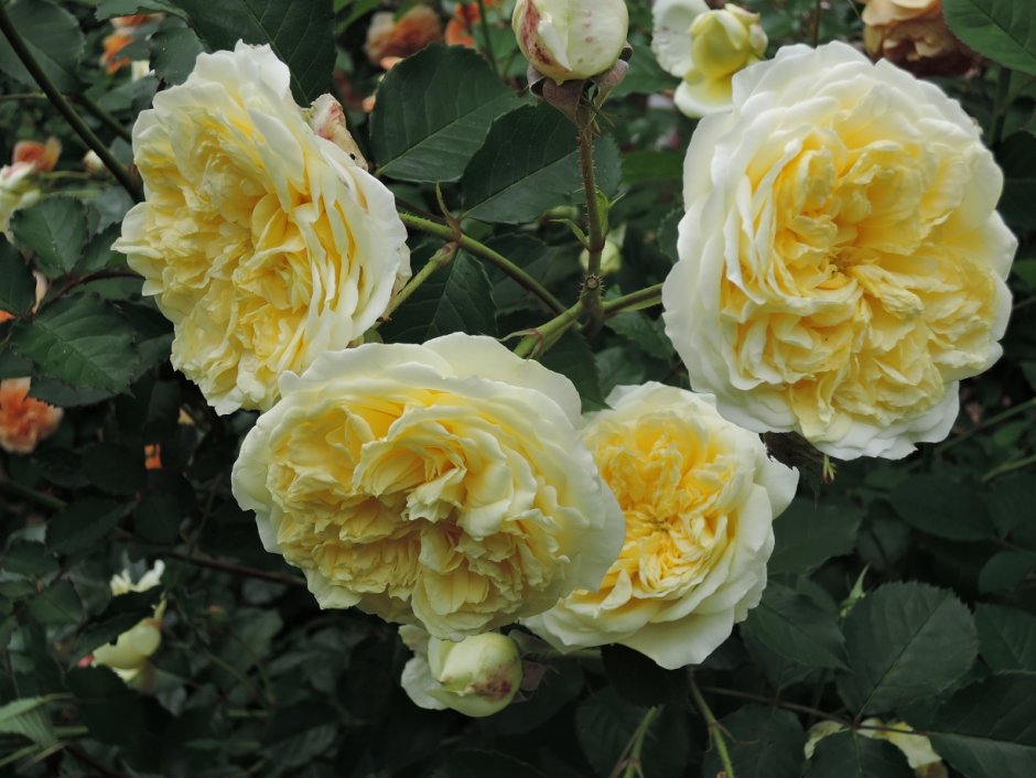 Роза английская Парковая Пилгрим