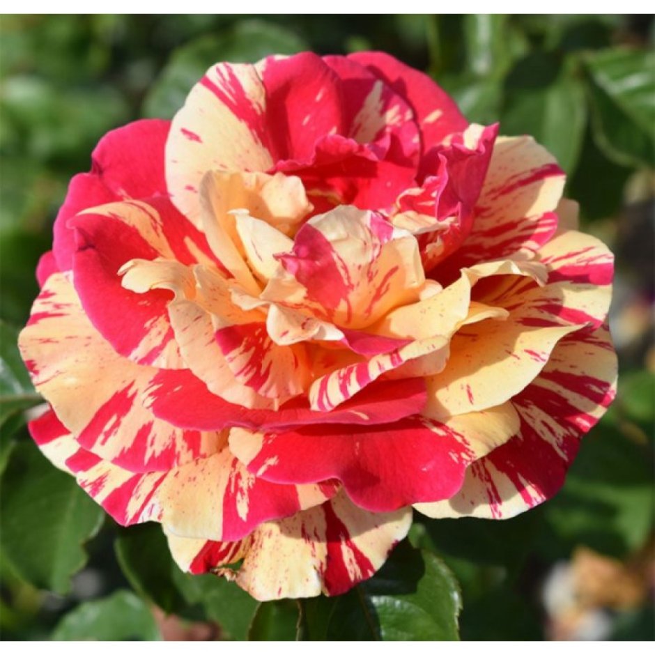 Ванила фрайз роза