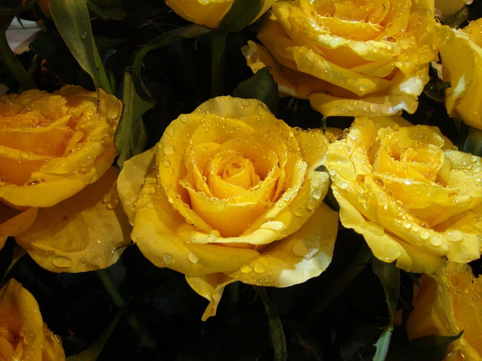 Желтая роза Голден Глоу