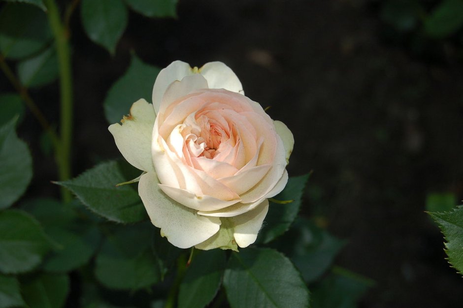 Роза пастелла