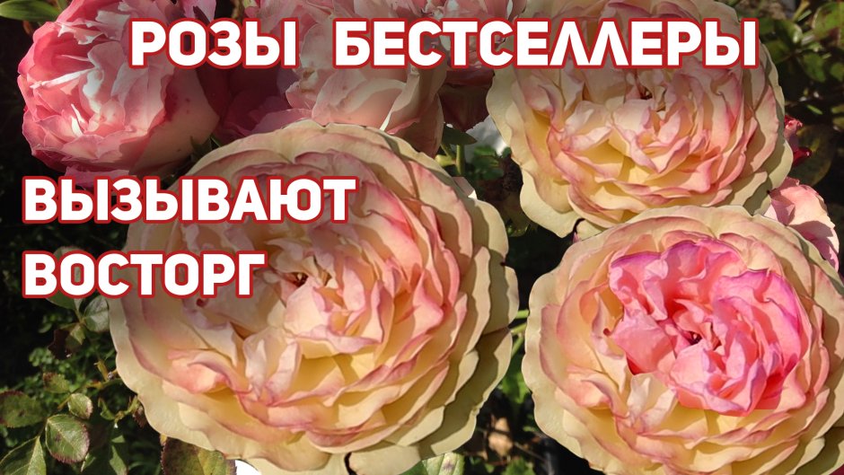 Роза флорибунда Акрополис