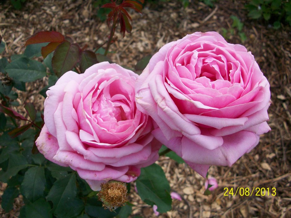 Роза кустовая Dieter Muller