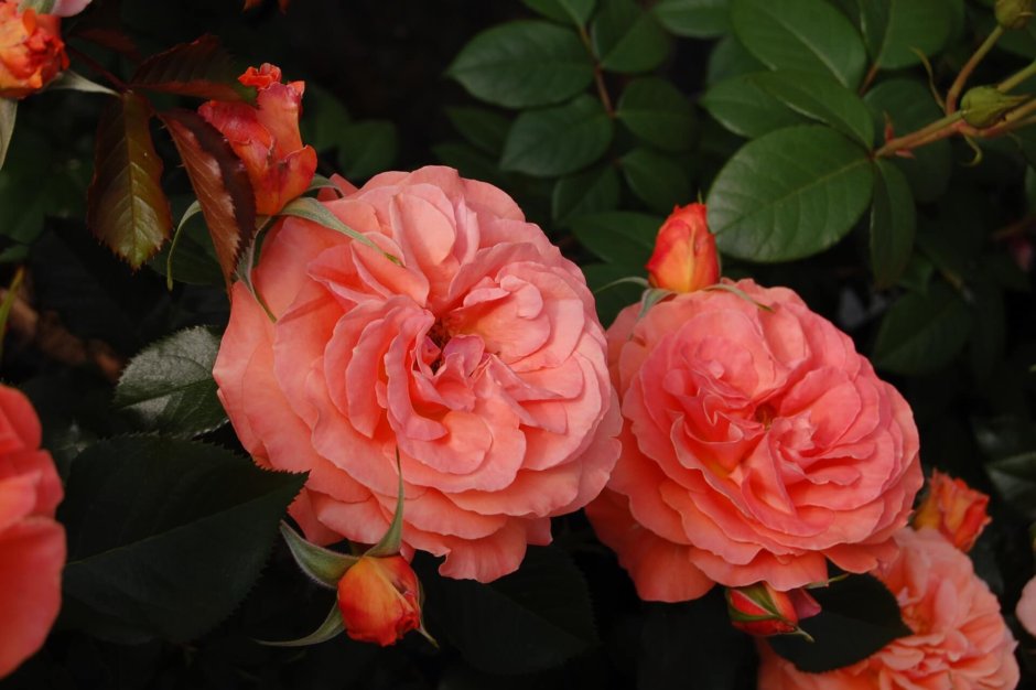 Голдельзе розы флорибунда