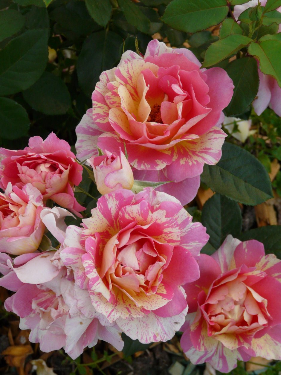 Rose des Cisterciens роза