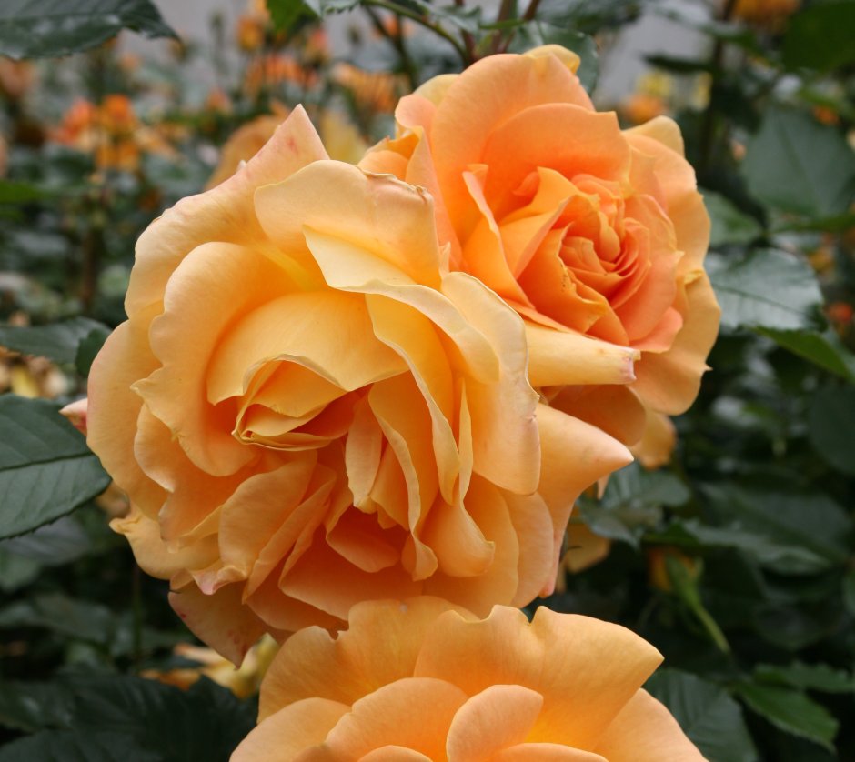 Роза флорибунда филджри