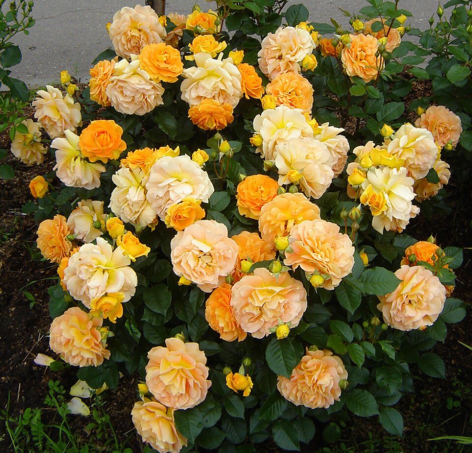 Голден Эльза (Goldelse) роза