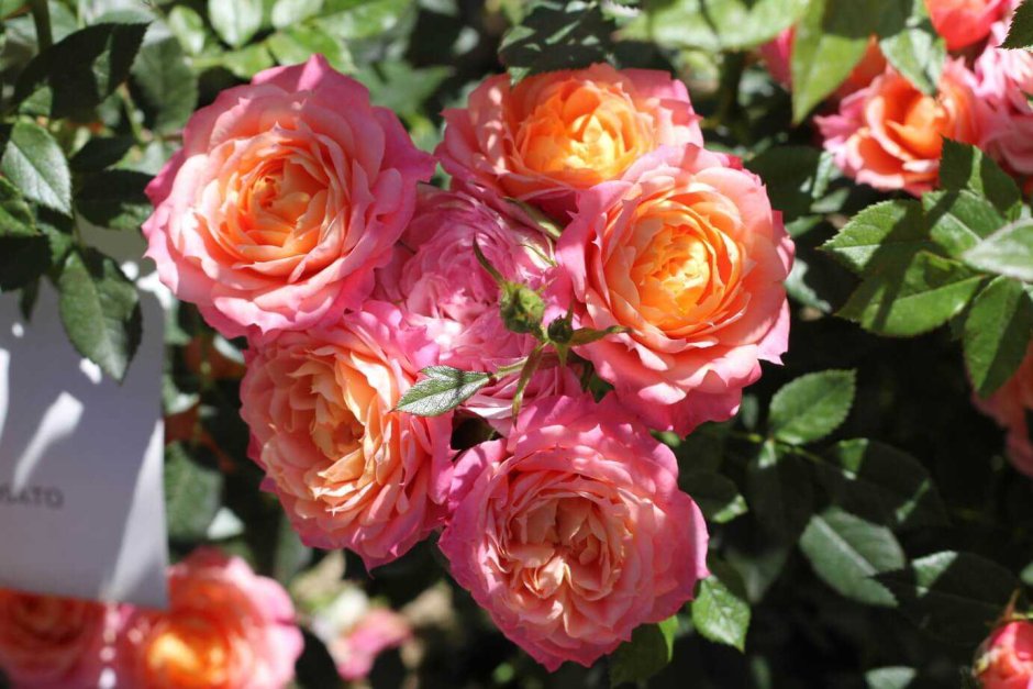 Роза флорибунда "Бриоза" (Briosa) -