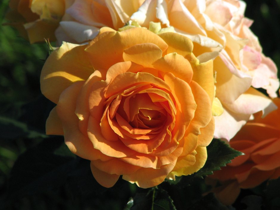 Роза флорибунда филджри