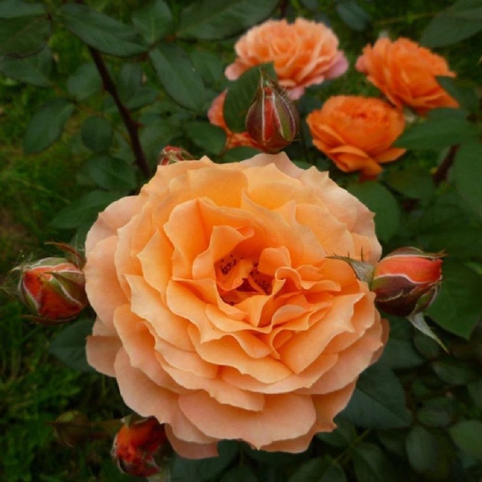 Роза Парковая Бельведер