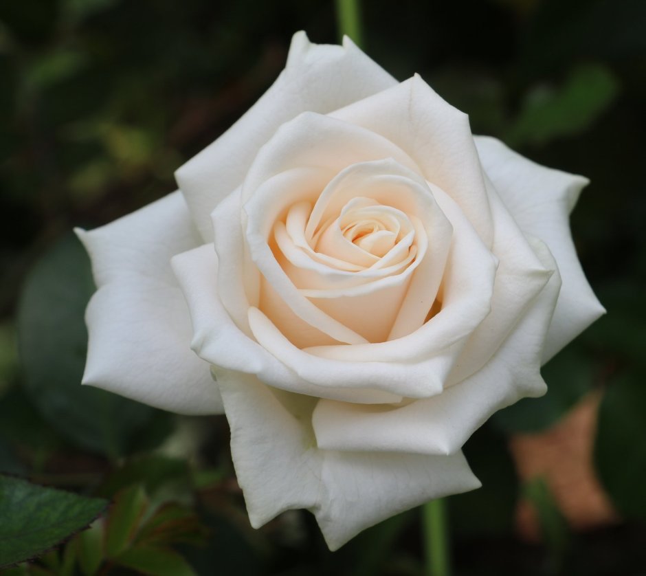 Роза чайно гибридная роза Венделла