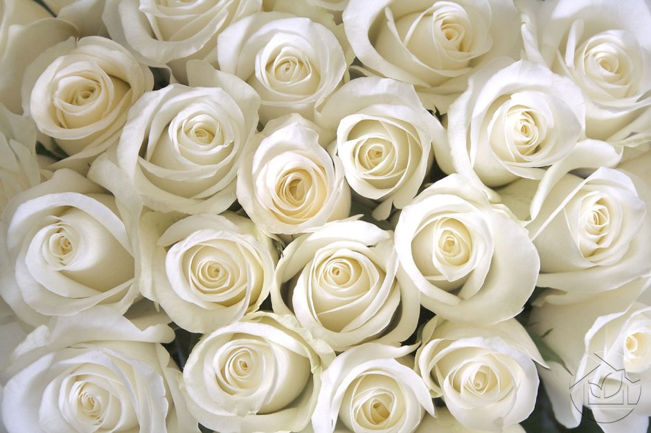 Открытки с днем рождения белые розы