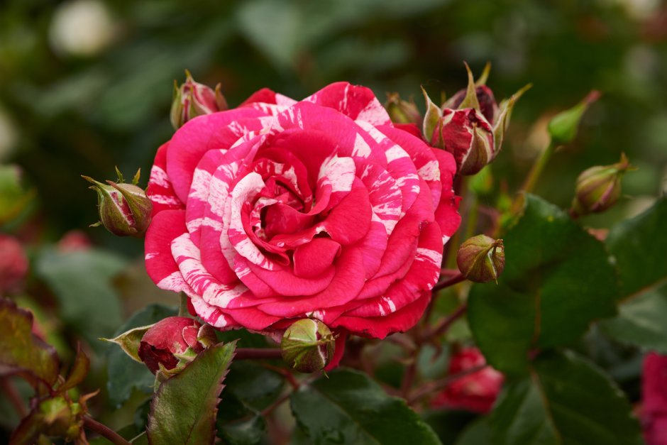 Никитский Ботанический сад розы