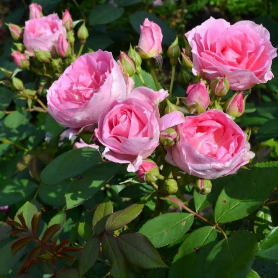 Роза Prairie Joy (Парковая/канадская селекция)