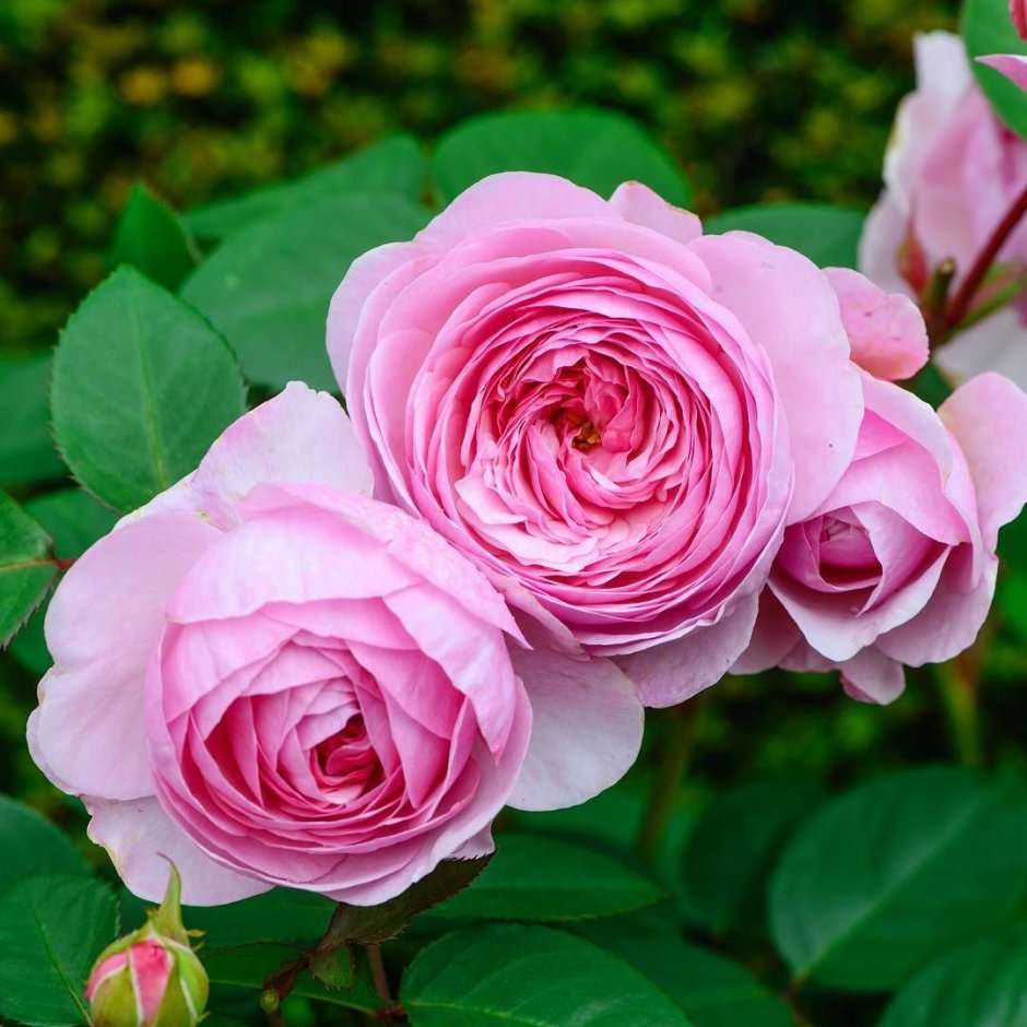 Оливия Розе аустин роза