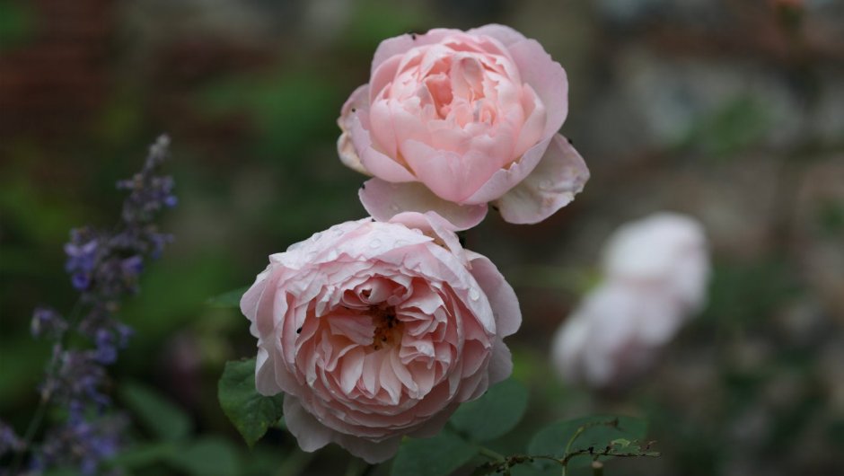 Rosa Olivia Rose Austin роза