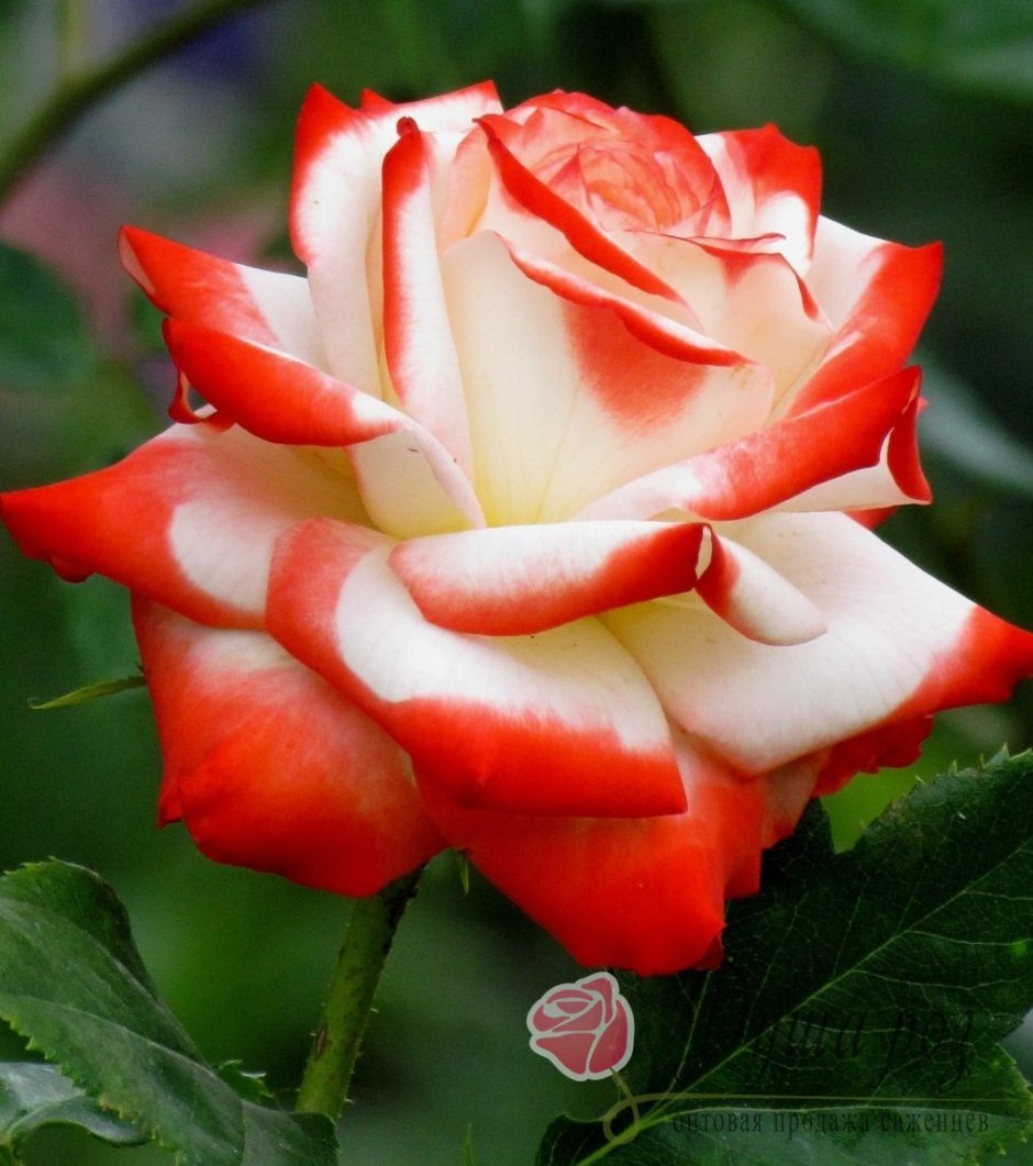 Роза чайно-гибридная Императрица