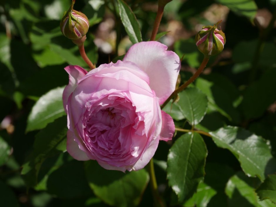 Rosa David Thompson канадская роза
