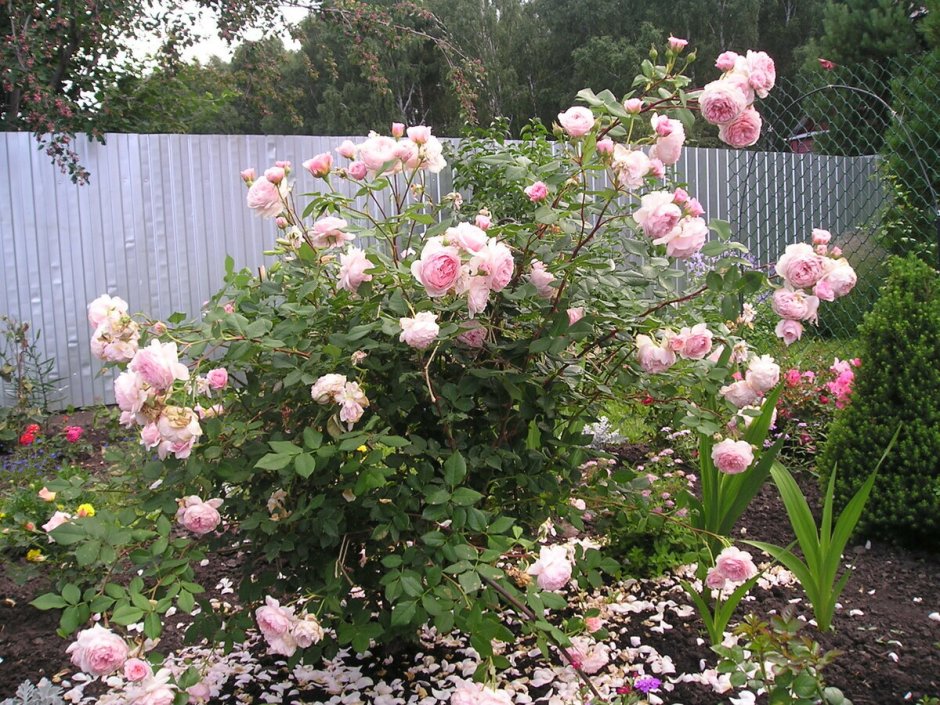 Роза розенгартен цвайбрюкен