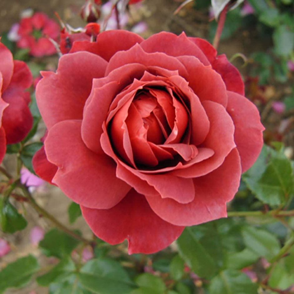Роза Амаретто флорибунда