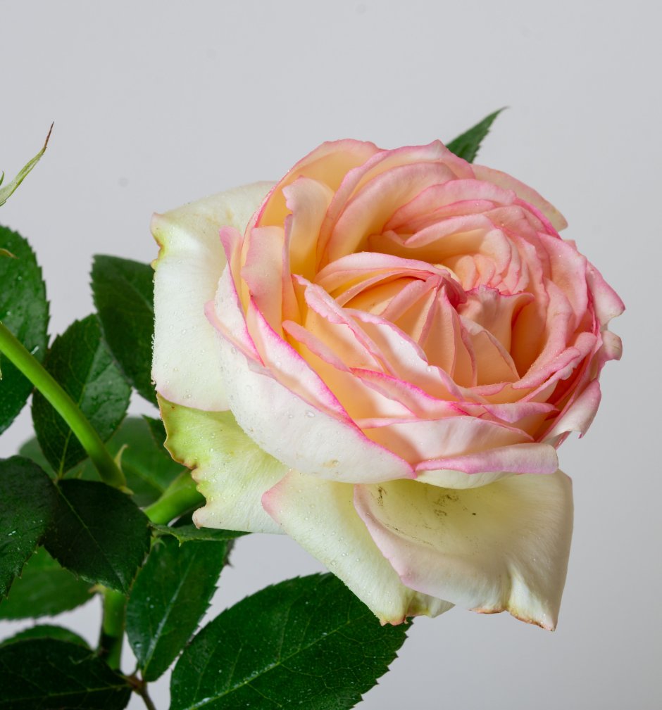 Роза миниатюрная бидермейер