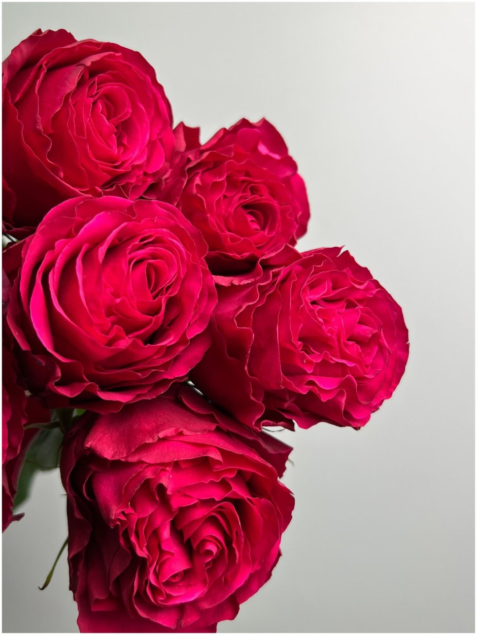 Роза Purple тамбурин
