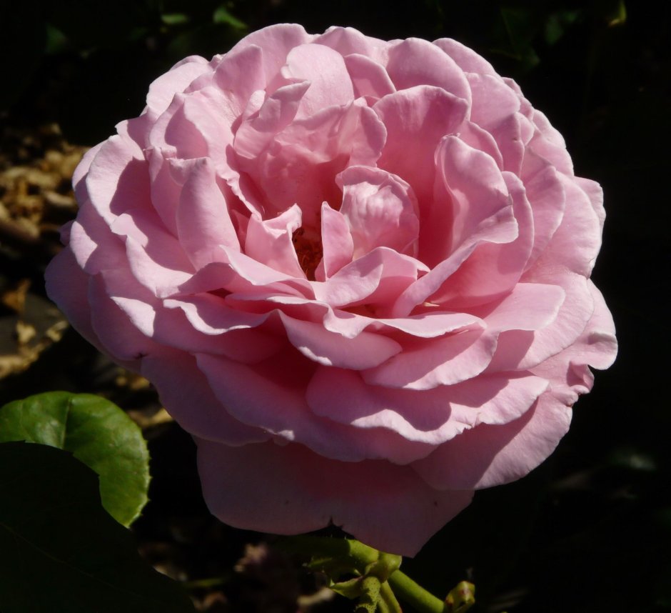 Роза роза куин Элизабет