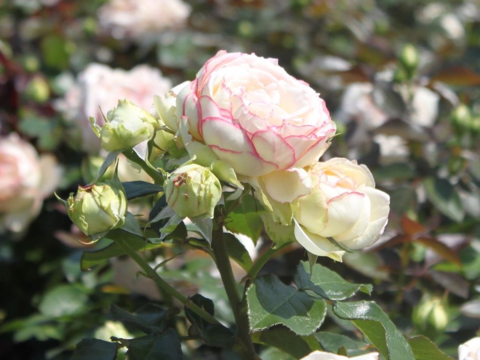 Бидермайер роза