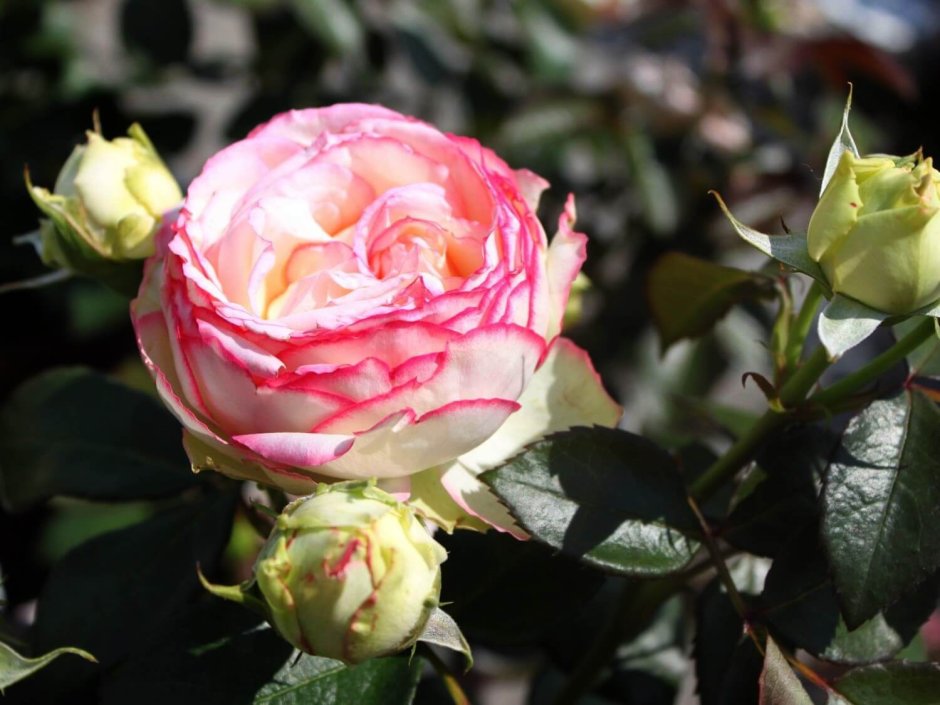 Роза миниатюрная бидермейер