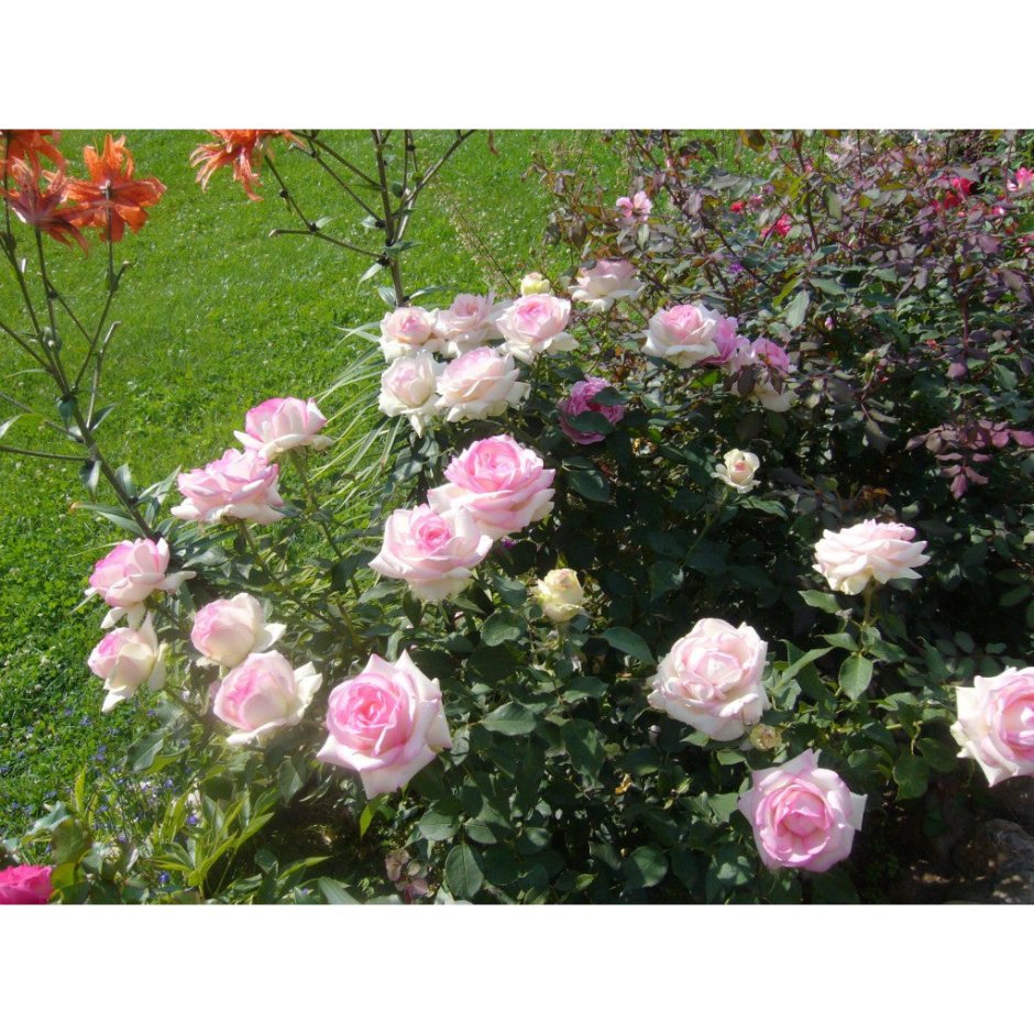 Роза Biedermeier-Garden
