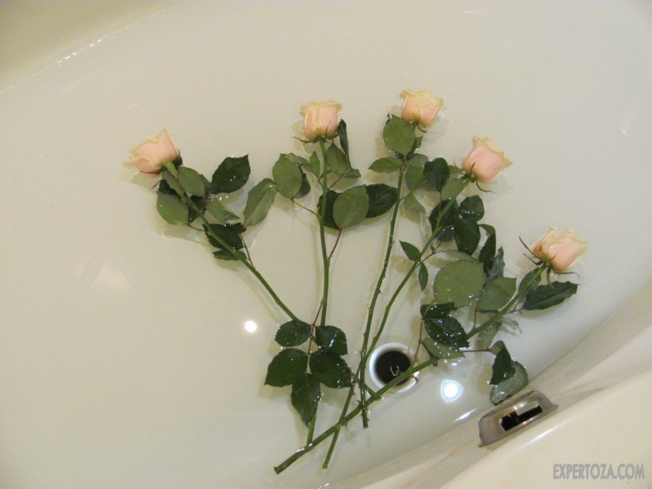 Розы в холодную ванну