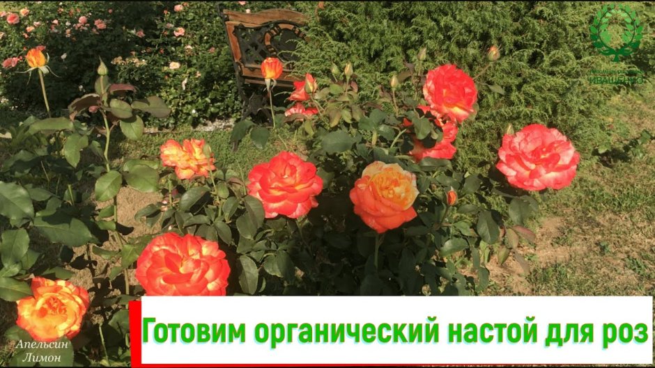 Сорта роз Нижегородского питомника