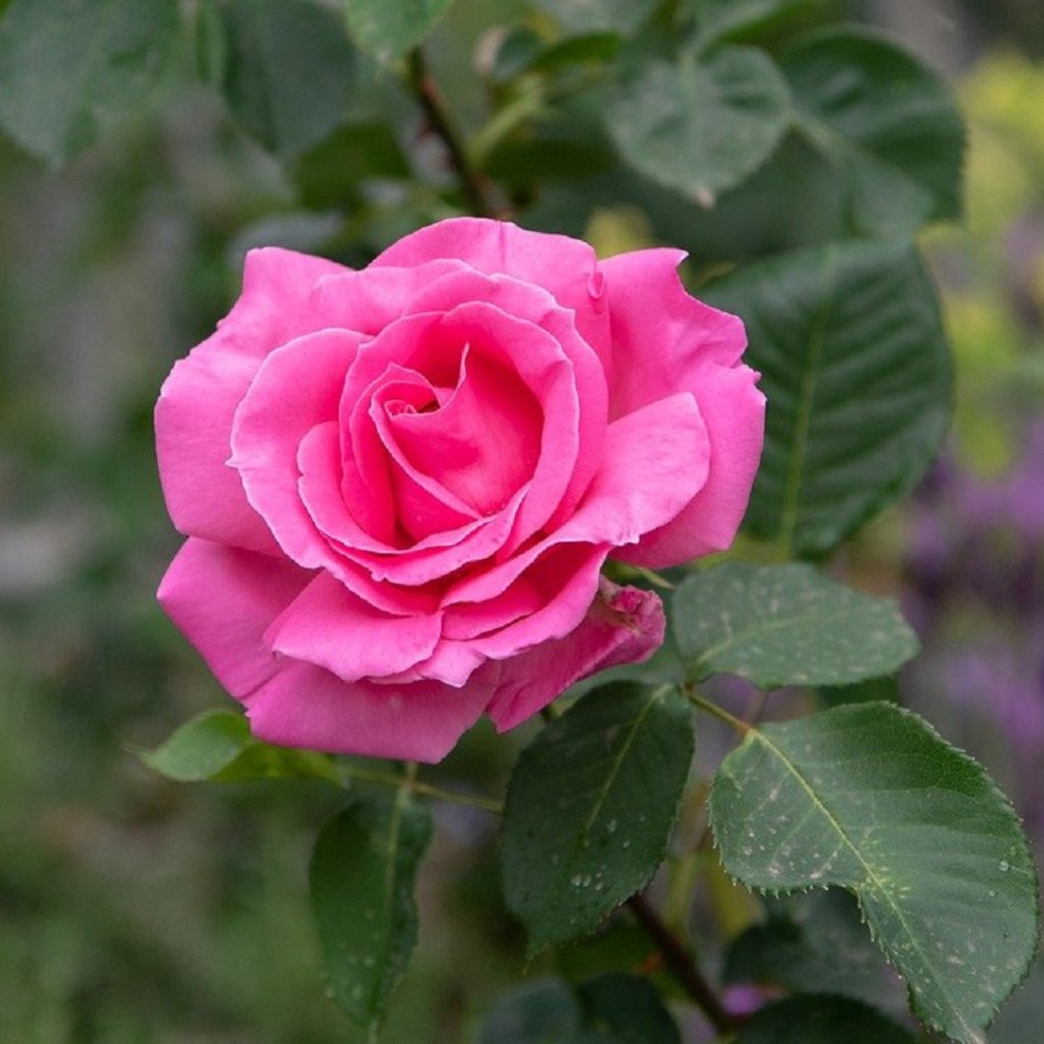 Роза чайно-гибридная Бабкина