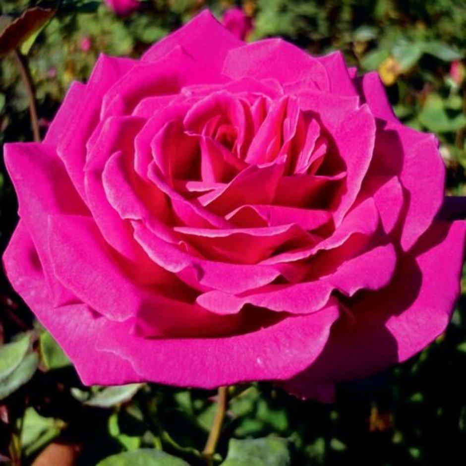 Роза чайно-гибридная Бабкина Babkina
