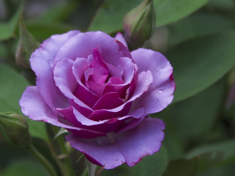 Лилак Роуз (Lilac Rose)