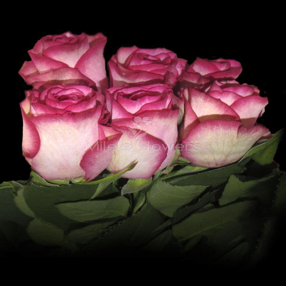 Эквадорская роза Палома
