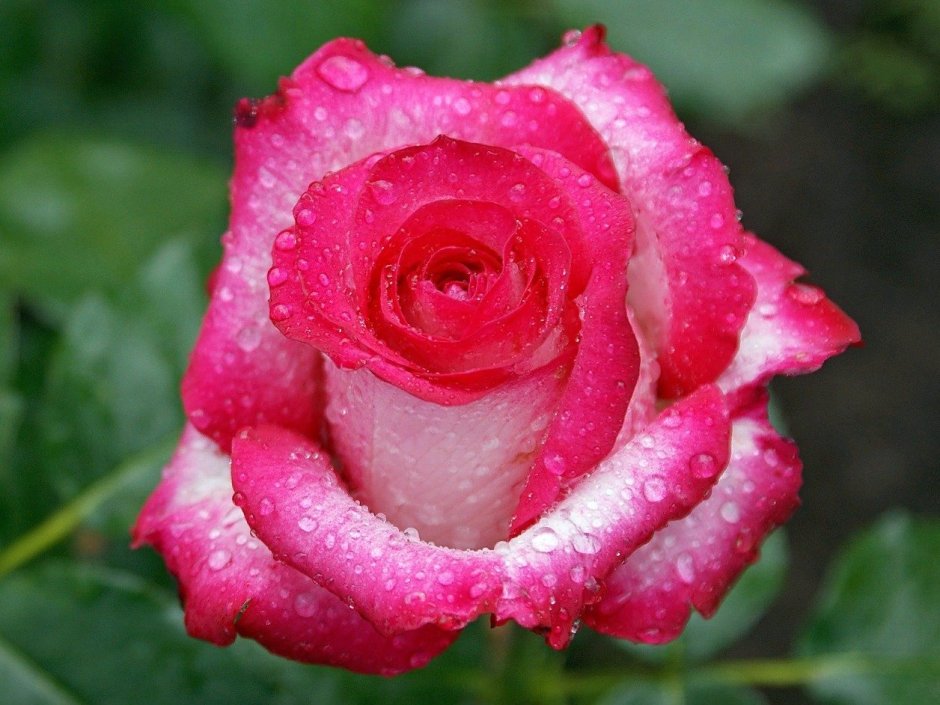 Роза карусель