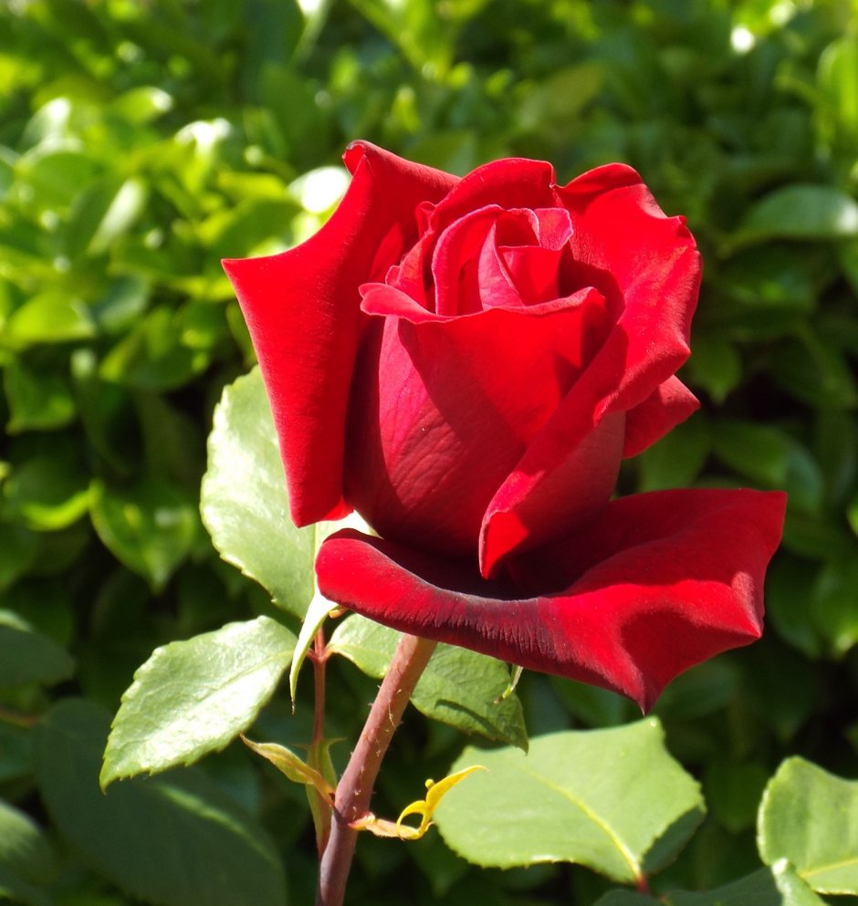 Роза чайно-гибридная Родос красный